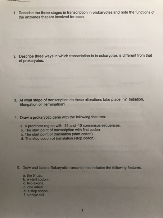 1 Describe The Three Stages In Transcription In Prokaryotes And Note