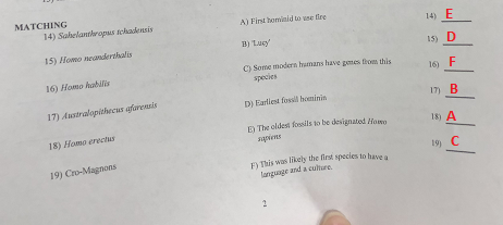 MATCHING A) First homiaid to use fire B) Lucy C) Some modern hramans have gmes tom this 14) Sahelanthropus tchacdensis 15) Homo neanderthalis 16) Homo habilis 17) Australopithecus afarensis 18) Homo erectus 19) Cro-Magnons 14) E s) D 16) F in B is) A 19) C species D) Earliest fosslh honinin E)The oldest foessils to be designated Hoso sapiens angunge and a culture