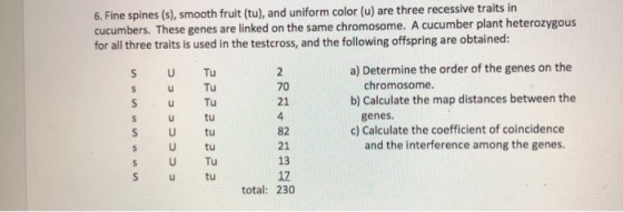 6. Fine spines (s), smooth fruit (tu), and uniform color (u) are three recessive traits in cucumbers. These genes are linked