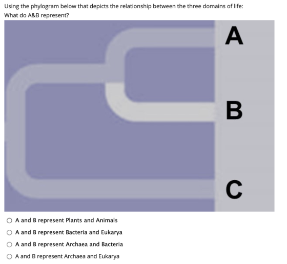 Using the phylogram below that depicts the relationship between the three domains of life: What do A&B represent? A B C A and