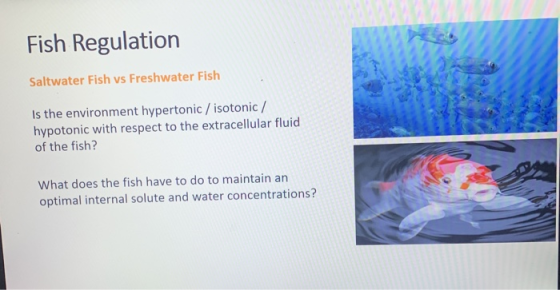 Fish Regulation Saltwater Fish vs Freshwater Fish Is the environment hypertonic / isotonic / hypotonic with respect to the ex