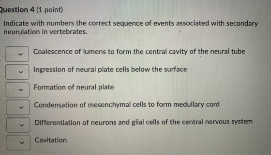 Question 4 (1 point) Indicate with numbers the correct sequence of events associated with secondary neurulation in vertebrate