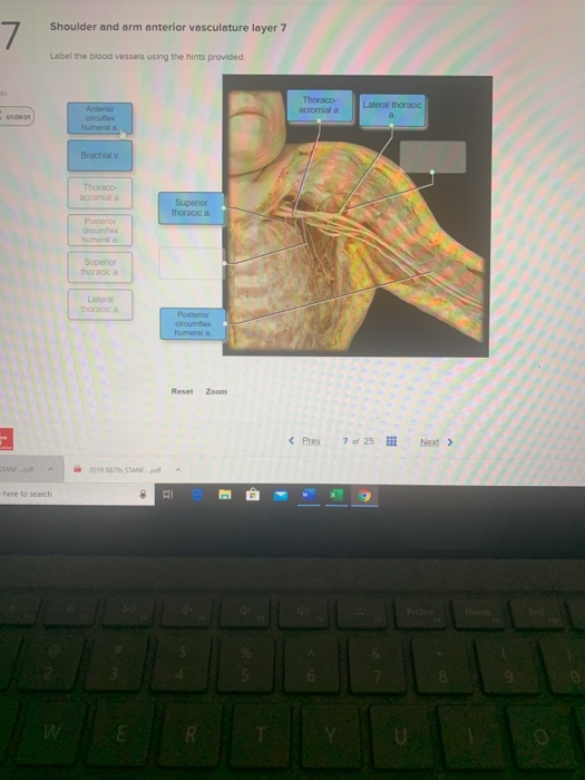 Shoulder and arm anterior vasculature layer 7 Label the blood vessels using the hints provided Thoraco- Antonio Lateral thora