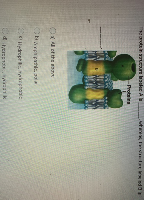 The protein structure labeled A is , whereas, the structure labeled B is Proteins O a) All of the above Ob) Amphipathic, pola