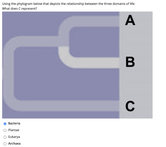 Using the phylogram below that depicts the relationship between the three domains of life: What does Crepresent? A B. C O Bac