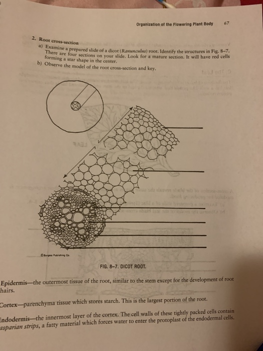 Organization of the Flowering Plant Body 67 2. Root cross-section kamine a prepared slide of a dicot (Ranunculus) root. Ident