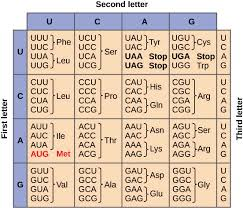 Second letter UCU UCC UCA UCGJ UAU UUC UAA Stop UGA StopA İUAG Stop!UGG Trp | G CUC Arg A CUA Leu CCA Pro AUU AUC lle ACC AAU
