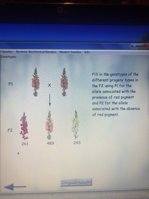 l Genetics Bacterial Biochemical Genetics Moden Genetics Genotypes Fill in the genotypes of the different progeny types in th