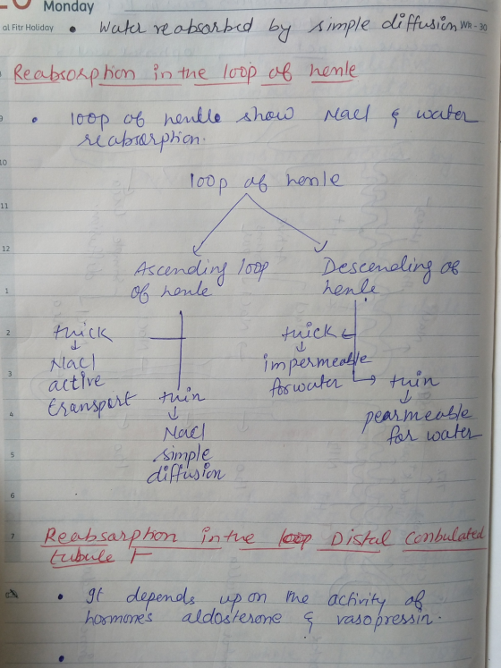 - Monday al Fitr Holiday • Water reabsorbed by simple diffusiën WR-30 & water = Reabsorption in the loop of henle - o loop of