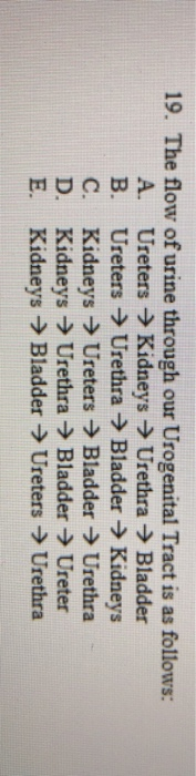 B. 19. The flow of urine through our Urogenital Tract is as follows: A. Ureters → Kidneys → Urethra → Bladder Ureters → Ureth