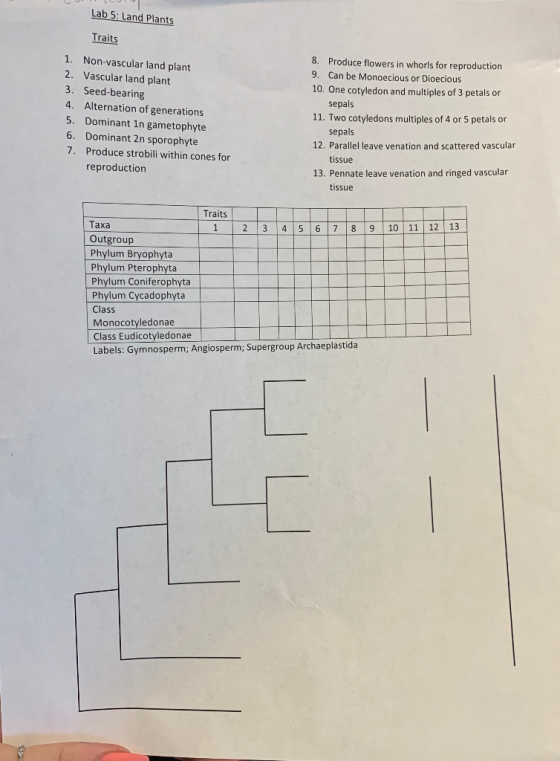 Lab 5: Land Plants Traits 1. Non-vascular land plant 2. Vascular land plant 3. Seed-bearing 4. Alternation of generations 5.