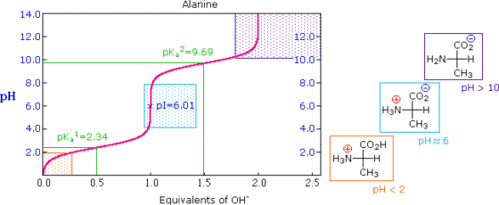 Alanine 14.0 12.0 10.0 8.0 6.0 4.0 2.0 12:0 10.0 8.0 6.0 CO2 pk 2-9.69 H2N CH3 pH> 10 pH CO2 p12601 H3N CH3 pKa1-2.34 CO2H pH