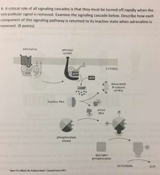6. A critical role of all signaling cascades is that they must be turned off rapidly when the extracellular signal is removed. Examine the signaling cascade below. Describe how each component of this signaling pathway is returned to its inactive state when adrenaline is removed. (8 points) adrenaline adenylyl cyclase CYTOSOL GDP GTP ATP dissociated R-subunit of PKA CAMP inactive PKA active PKA phosphorylase kinase glycogen phosphorylase GLYCOGEN G1P Figure 15-6 MBoC6: The Problems Book ( Garland Science 2015)