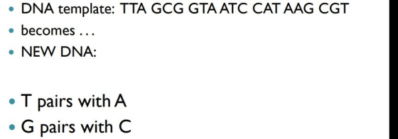 • DNA template: TTA GCG GTA ATC CAT AAG CGT • becomes ... • NEW DNA: • T pairs with A • G pairs with C