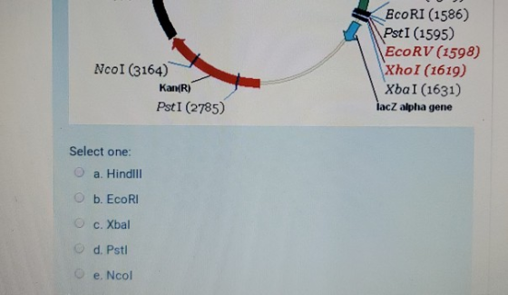 EcoRI (1586) Pst I (1595) ECORV (1598) Xhol (1619) Xbal (1631) lacZ alpha gene NcoI (3164) Kan(R) PstI (2785) Select one: O a