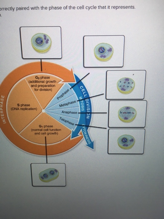 rrectly paired with the phase of the cell cycle that it represents. G2 phase (additional growth and preparation for division) S phase (DNA replication) Anaphase Gi phase (normal cell function and cell growth)
