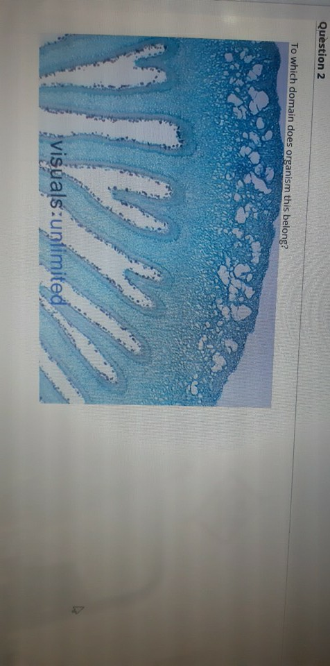 Question 2 To which domain does organism this belong? visuals unlimited