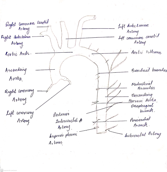 Right common turotid Astery Left Aubilaman Aatery Left common cwrotid Reght duhulaan Artery Astory. Mortic Arch. Austii 1blhm