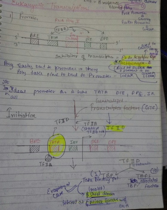 Eukaryotic Burele denou Trans iption Die = B response Elemen Poly Pok Promotes Shary Eukes Pronotei si Promler KO RNA Poly I