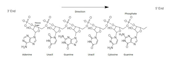 5 End 3 End Direction Phosphate O -O-P-04 I O= -O- -O-P- 0.1 P O но, Ribose Sugar HO YN N IN HEN HN | H ) HN 1 HNN || ) N H