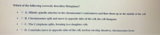 Which of the following correctly describes Metaphase? • . A. Mitotic spindle attaches to the chromosomes centromeres and lin