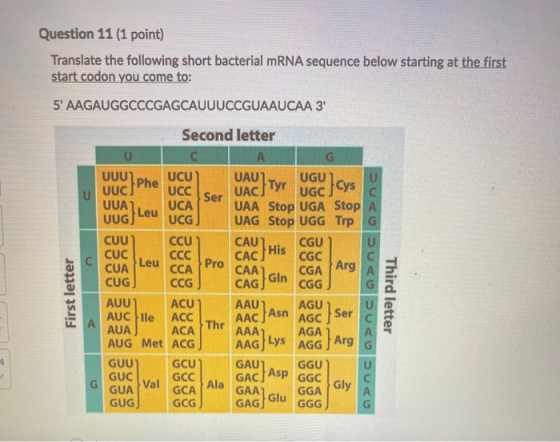 UUU1phe UGC}cys Question 11 (1 point) Translate the following short bacterial mRNA sequence below starting at the first start