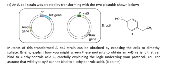 (c) An E. coli strain was created by transforming with the two plasmids shown below: pm Tet gene pxyls HOC 5 G. E. coli Amp