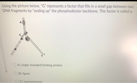 Using the picture below, G represents a factor that fills in a small gap between two DNA fragments by “sealing up the phos