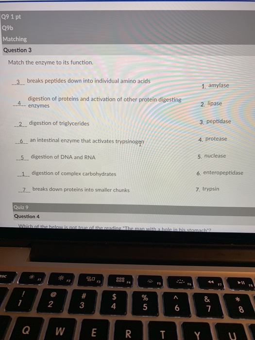 1 pt Q9b Matching Question 3 09 Match the enzyme to its function. 3_breaks peptides down into individual amino acids 4- enzymes 2_ digestion of triglycerides 1. amylase 2. lipase 3. peptidase 4. protease 5. nuclease 6. enteropeptidase 7. trypsin digestion of proteins and activation of other protein digesting 6 an intestinal enzyme that activates trypsinogg 5_digestion of DNA and RNA 1 digestion of complex carbohydrates 7 breaks down proteins into smaller chunks 6 an intestinal enzyme that activates trypsinogen Quiz 9 Question 4 8 2 3 4 6