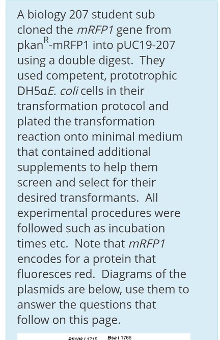 A biology 207 student sub cloned the mRFP1 gene from pkan -mRFP1 into pUC19-207 using a double digest. They used competent, prototrophic DH5aE. coli cells in their transformation protocol and plated the transformation reaction onto minimal medium that contained additional supplements to help them screen and select for their desired transformants. AIl experimental procedures were followed such as incubation times etc. Note that mRFP1 encodes for a protein that fluoresces red. Diagrams of the plasmids are below, use them to answer the questions that follow on this page. PtO8 1715 Bsa l 1766