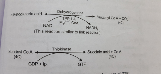 Dehydrogenase a Ketoglutaric acid + Succinyl Co A + CO2 TPP, LA Mg++, COA (4C) NAD NADH2 (This reaction similar to link react