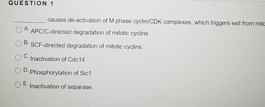 QUESTION 1 causes de-activation of M phase cyclin/CDK complexes, which triggers exit from mitc O A. APCIC-directed degradation of mitotic cyclins O B-SCF-directed degradation of mitotic cyclins ° C. Inactivation of Cdc14 OD. Phosphorylation of Sic1 OE Inactivation of separase
