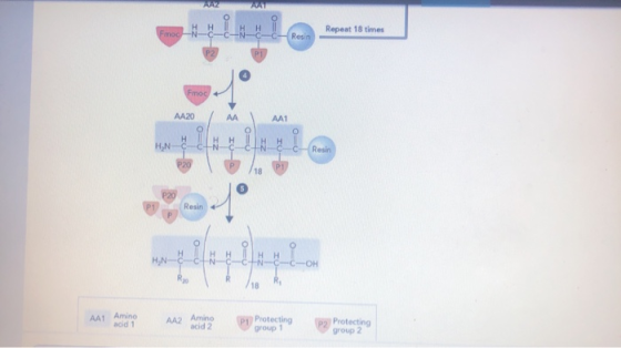 Repeat 18 times Fmoc AA20 АМ CIN Iu- 10- Resin AA Amino AA2 Amino P acid 1 cd2 Protecting group 1 po Protecting o group 2
