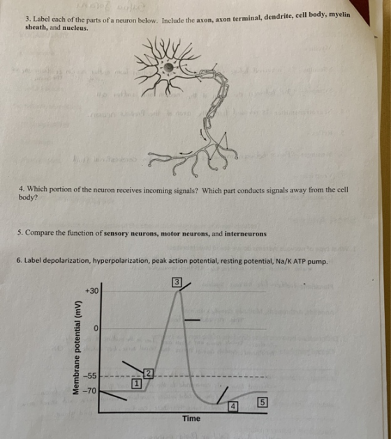 3. Label each of the parts of a neuron below. Include the axon, axon terminal, dend on below. Include the axon, axon terminal