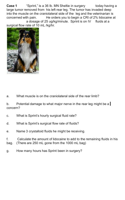Case 1 Sprint, is a 36 lb. MN Sheltie in surgery today having a large tumor removed from his left rear leg. The tumor has i