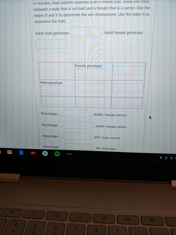 in numans, maie pattern paianess is an A-linkea trait. Snow tne cross between a male that is not bald and a female that is a carrier. Use the letters X and Y to determine the sex chromosome. Use the letter h to determine the trait. Adult male genotype Adult female genotype: Female genotype Male genotype Percentage: XHXH- female normal Percentage: XHXh- female carrier Percentage: XHY- male normal Percentage: XhY- bald male 4