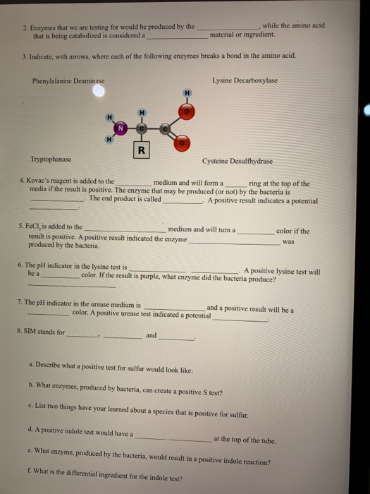 2. Enzymes that we are testing for would be produced by the that is being catabolized is considered a while the amino acid ma