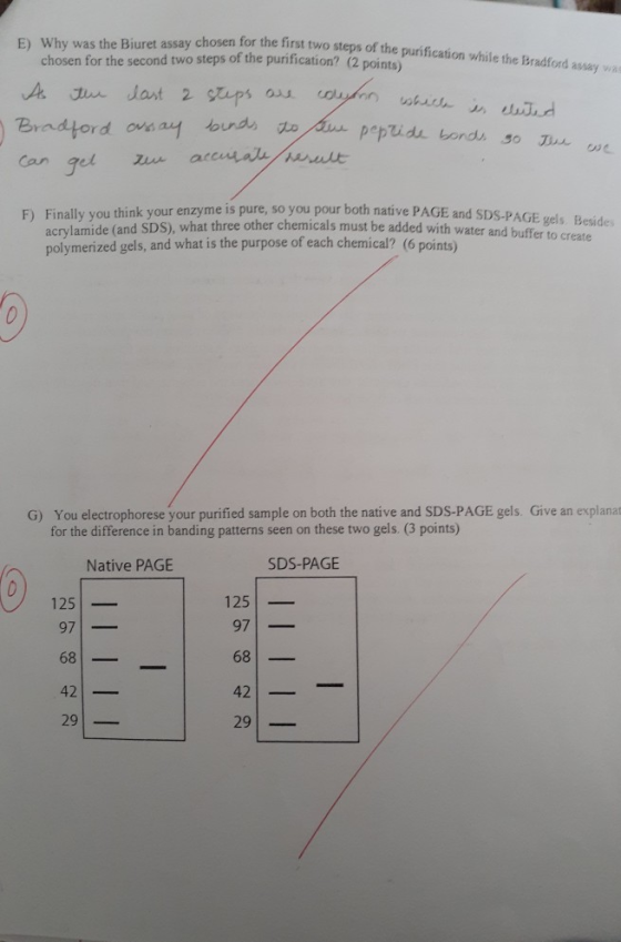 chosen for the first two steps of the purification while the Bradford assay was E) Why was the Biuret assay chosen for the fi