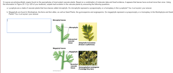 3) Leaves are photosynthetic organs found on the sporophytes of most extant vascular plants. Based on a combination of molecu