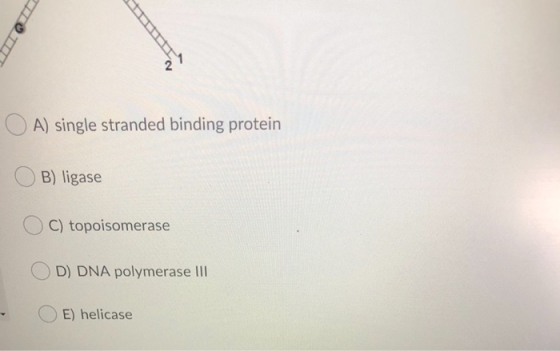 O A) single stranded binding protein B) ligase C) topoisomerase D) DNA polymerase III E) helicase