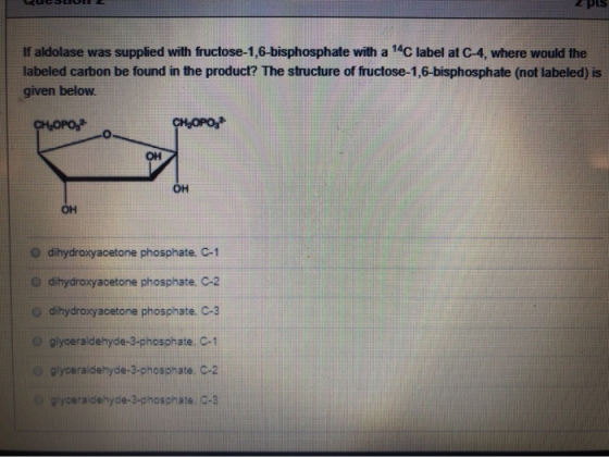 2 PLS If aldolase was supplied with fructose-1,6-bisphosphate with a 14C label at C-4, where would the labeled carbon be foun