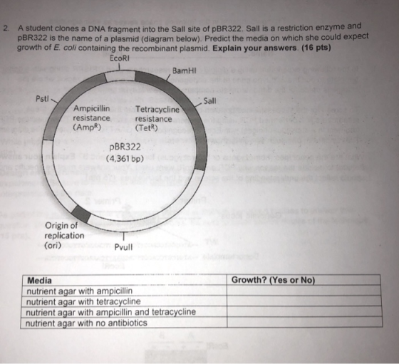A student clones a DNA fragment into the Sall site of pBR322. Sall is a restriction enzyme and pBR322 is the name of a plasmid (diagram below). Predict the media on which she could expect growth of E. coli containing the recombinant plasmid. Explain your answers. (16 pts) 2. EcoRI BamHI Pst Sall Ampicillin Tetracycline resistance (AmpR) resistance (TetR) pBR322 (4,361 bp) Origin of replication (ori) Pvull Media nutrient agar with ampicilin nutrient agar with tetracycline nutrient agar with ampicillin and tetracycline nutrient agar with no antibiotics Growth? (Yes or No)