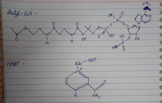 Acetyl-CoA - - P-0 해애ㅇ 해 0 Oft an + oH -lo NADT - Rib - ADR