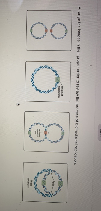 Arrange the images in their proper order to review the process of bidirectional replication, Origin of replication 8 0.80 The