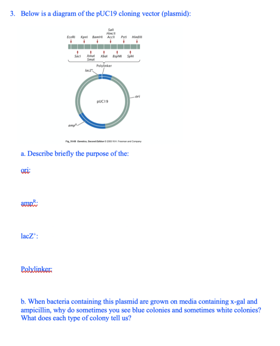 3. Below is a diagram of the pUC19 cloning vector (plasmid): Sall EcoRI Hinc Il Kpnl BamHI Accii Pst! Hind III T1 Sacl Xmal x