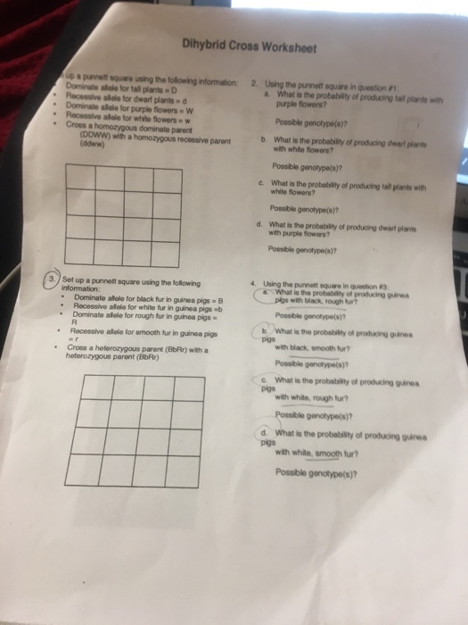 Dihybrid Cross Worksheet up a punet suwe wong the following information: Dominale del fortal plants • Received forward plants