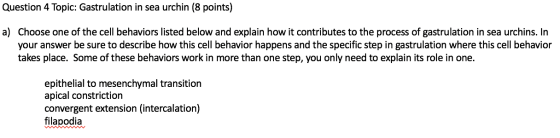Question 4 Topic: Gastrulation in sea urchin (8 points) a) Choose one of the cell behaviors listed below and explain how it c