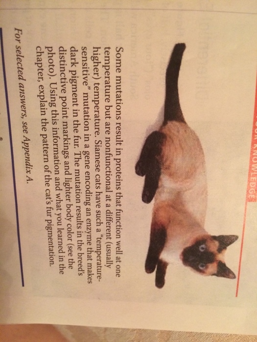 Some mutations result in proteins that function we