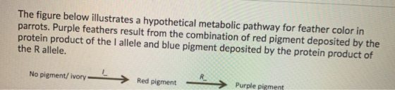The figure below illustrates a hypothetical metabolic pathway for feather color in parrots. Purple feathers result from the c