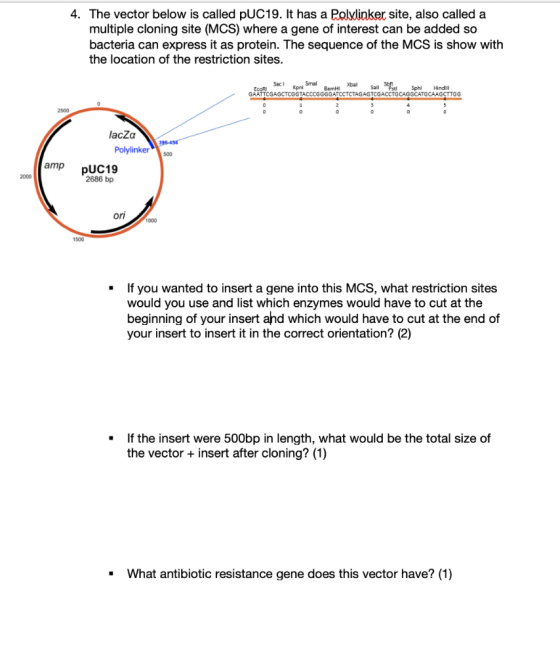 4. The vector below is called PUC19. It has a Polylinker site, also called a multiple cloning site ( MCS) where a gene of int